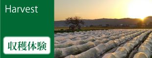 収穫体験